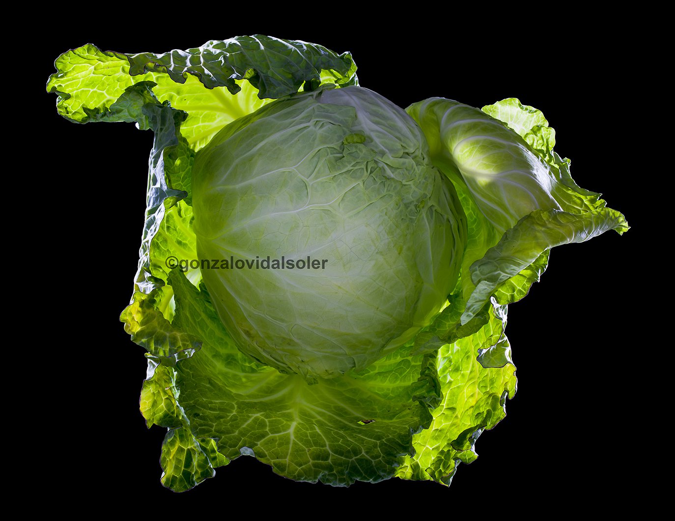 Cabbage - Gonzalo Vidal Soler 