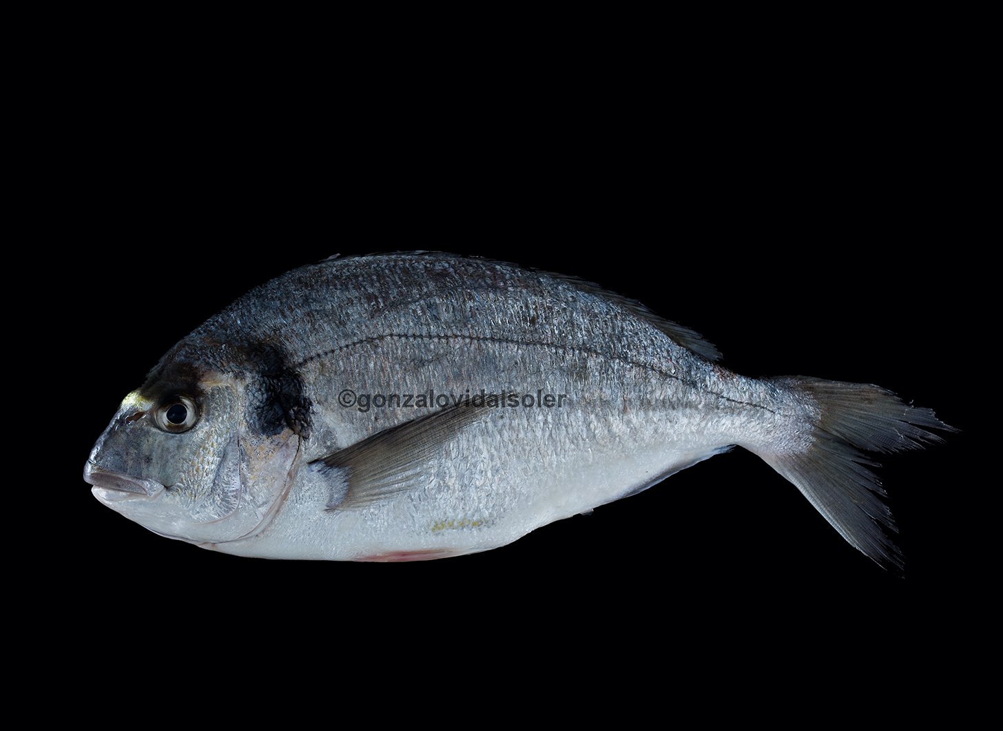 Sea Bream - Gonzalo Vidal Soler 