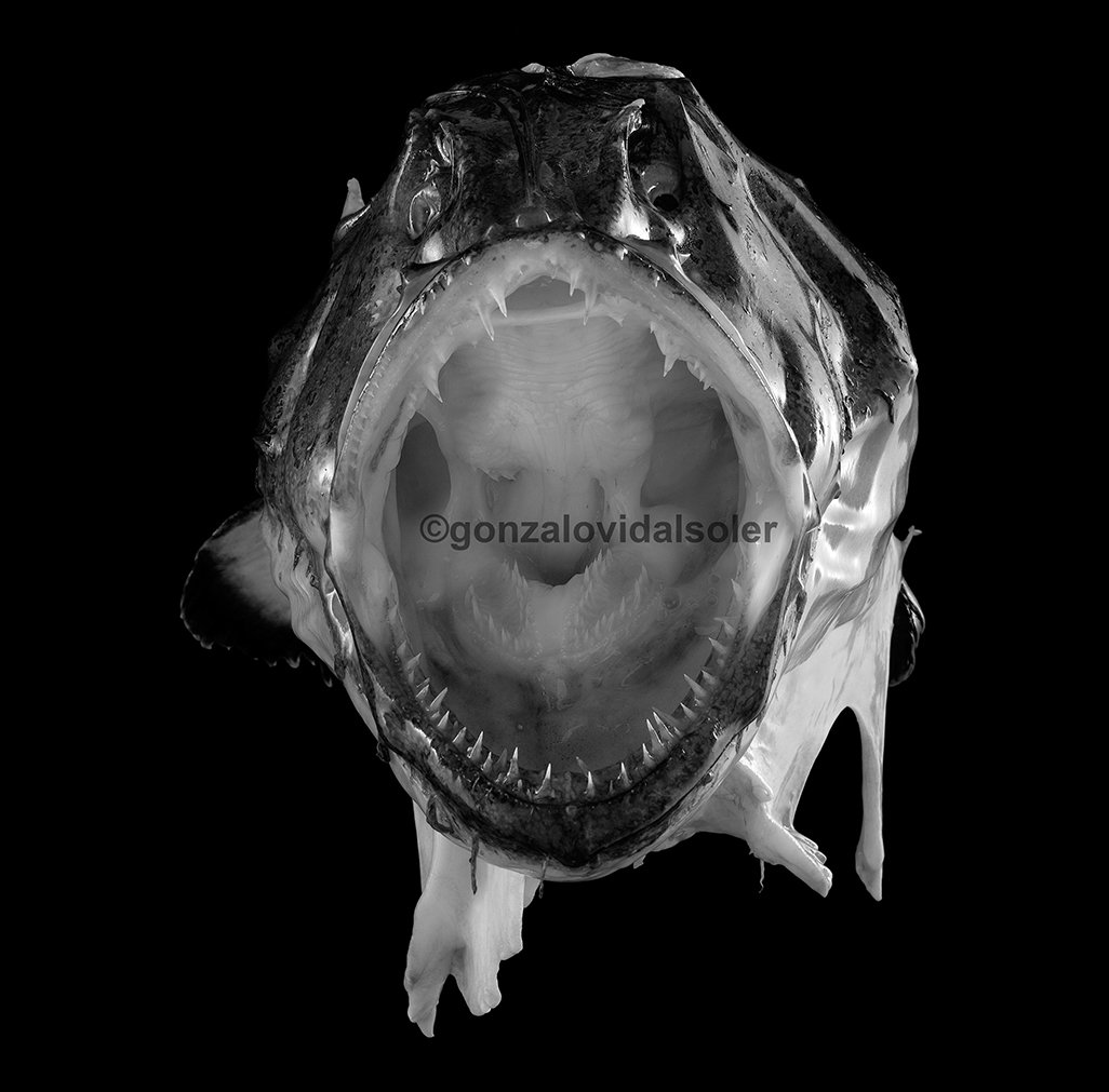 Monkfish - Gonzalo Vidal Soler 