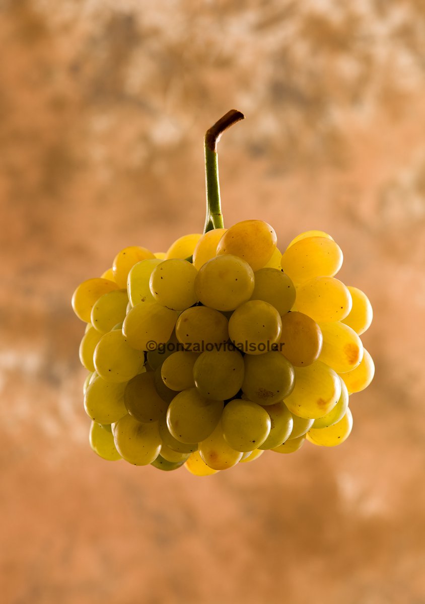 Grape - Gonzalo Vidal Soler 