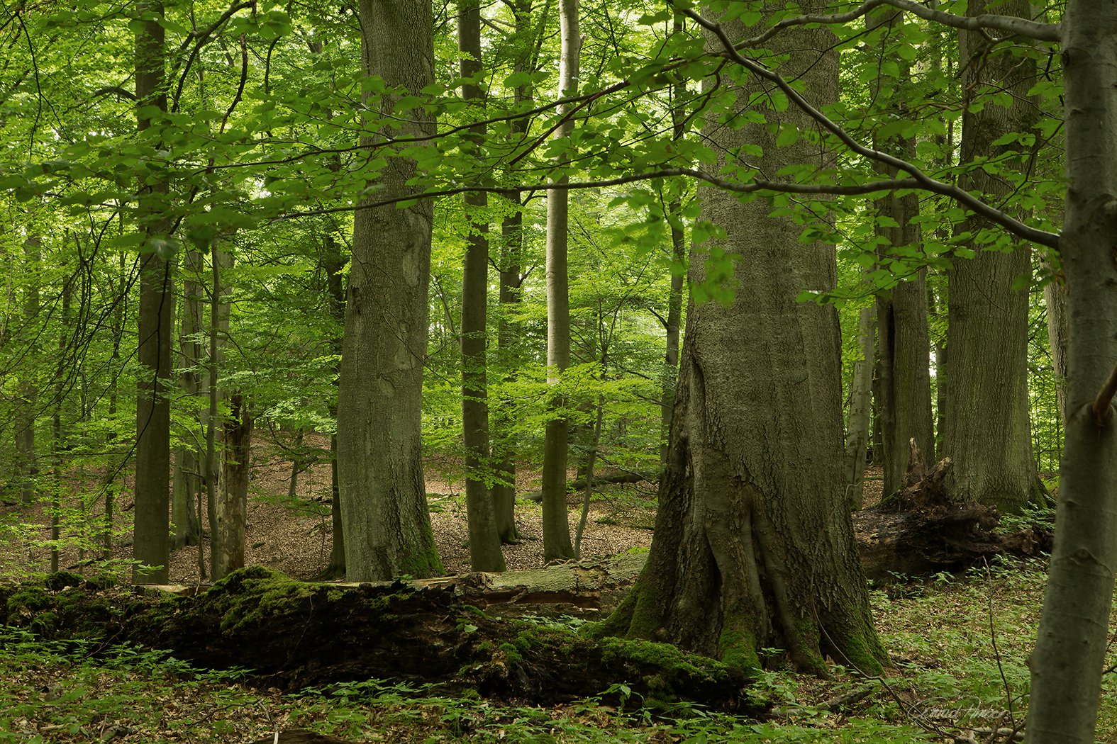 Die Heiligen Hallen - Buchenurwald - Conrad Amber