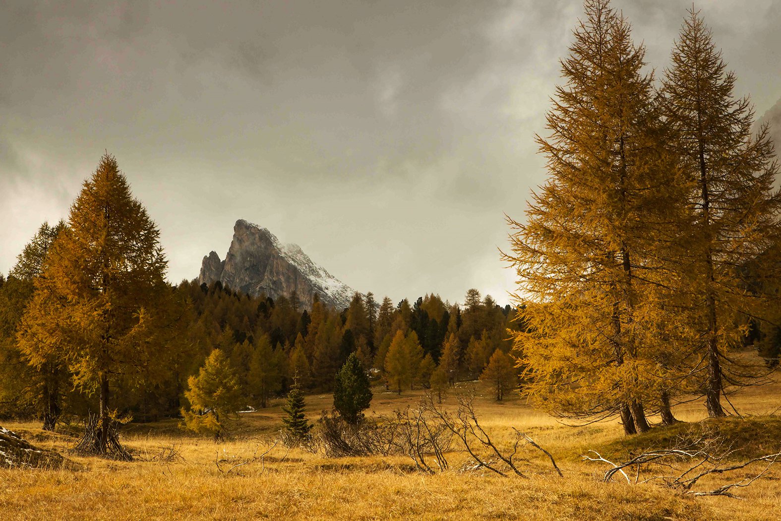 Hochgebrigslärchen-Herbst - Conrad Amber