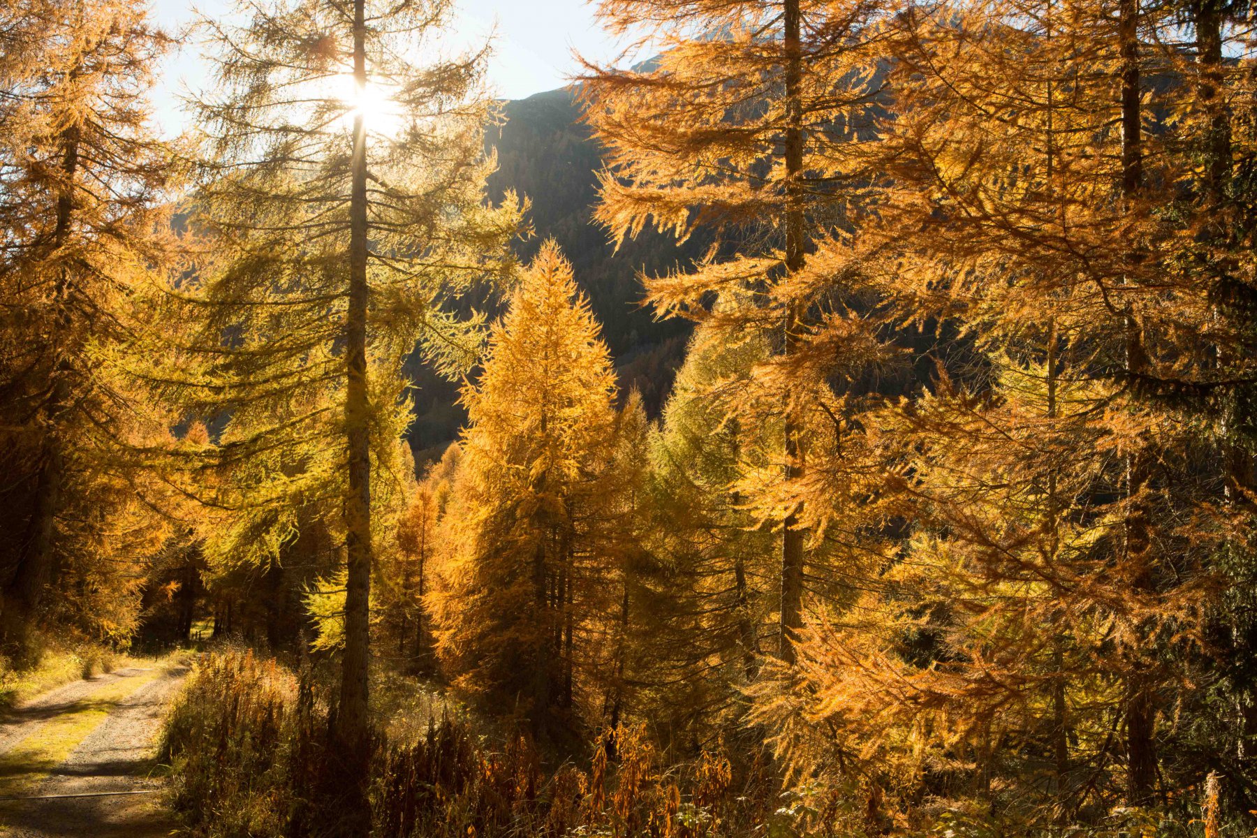 Goldlärchen im Engadin - Conrad Amber