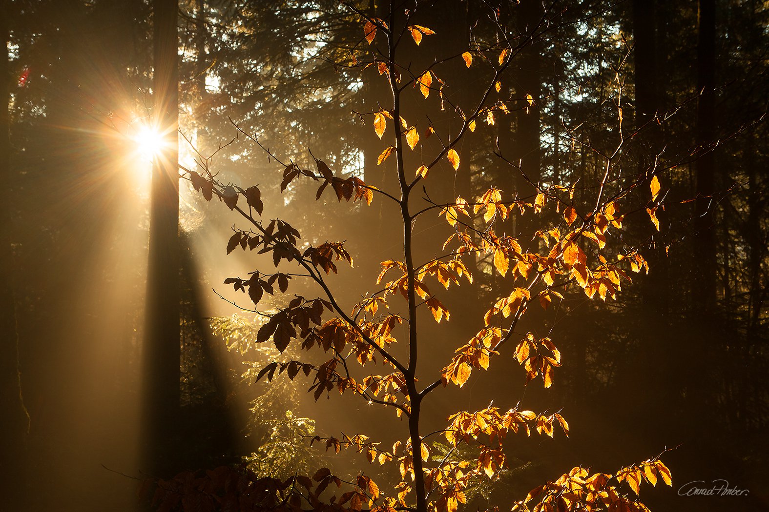 Abendlicht im Wald - Conrad Amber