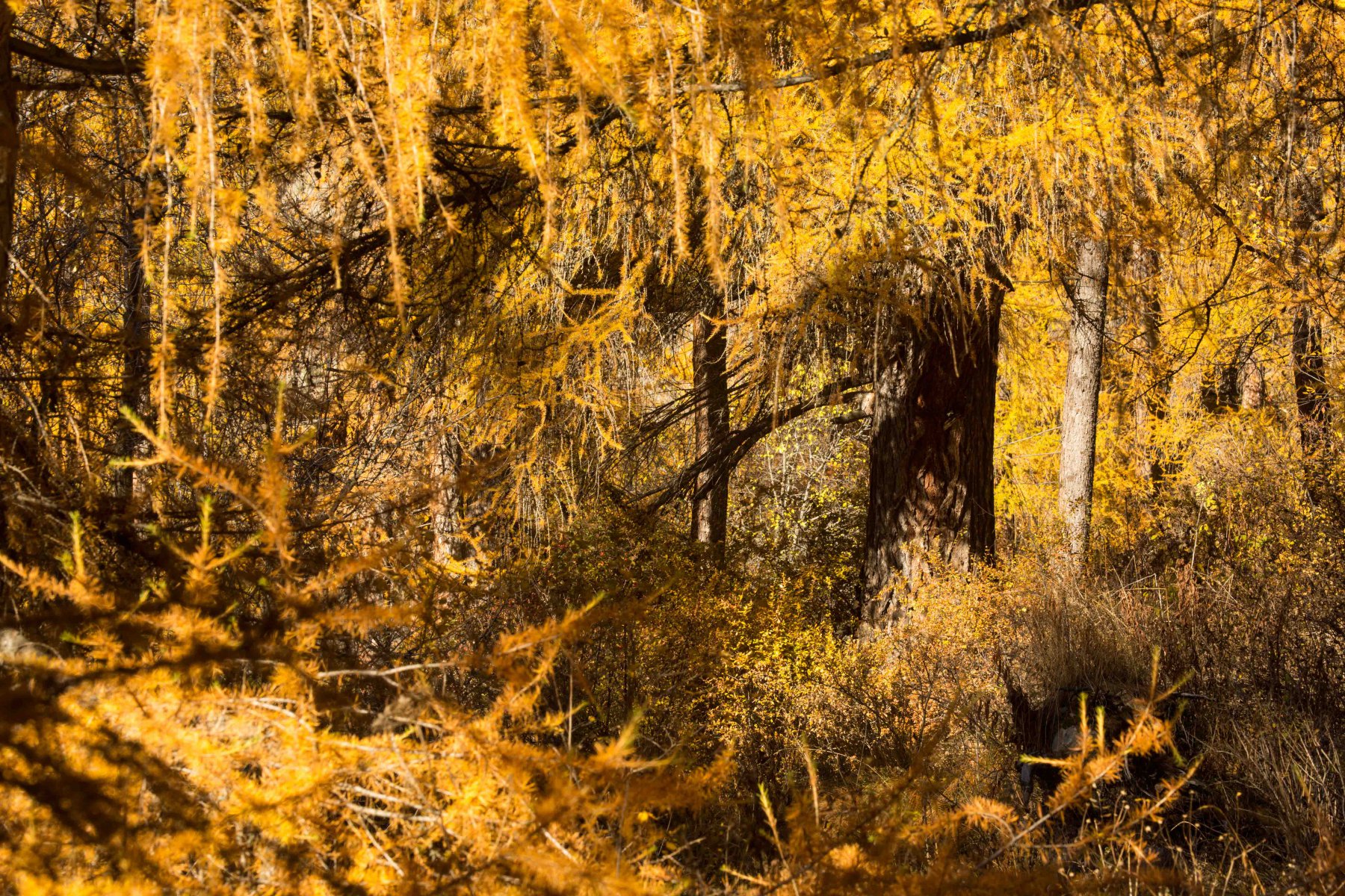 Goldrausch im Engadin - Conrad Amber