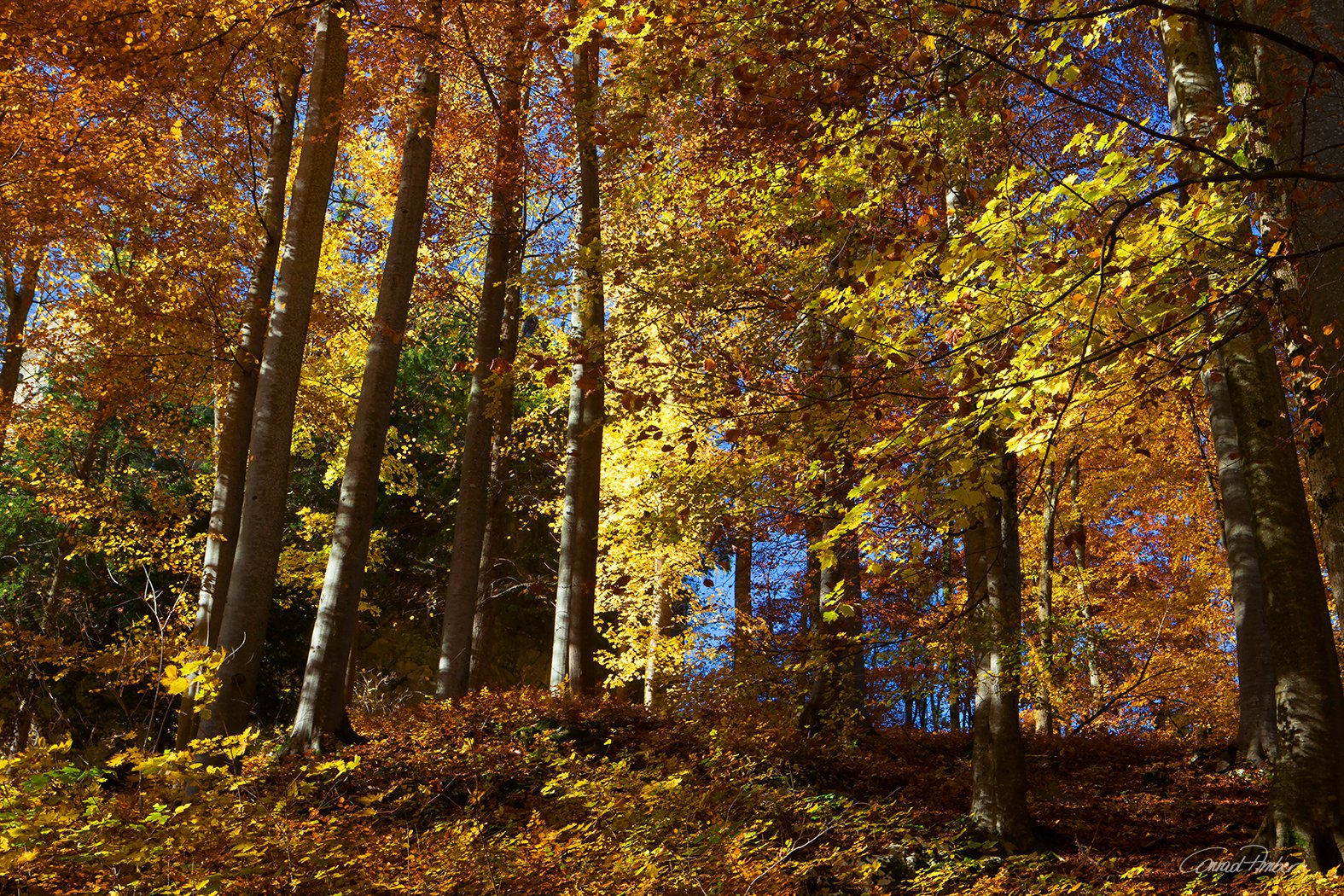 Buchenwald im Farbenrausch des Herbstes - Conrad Amber