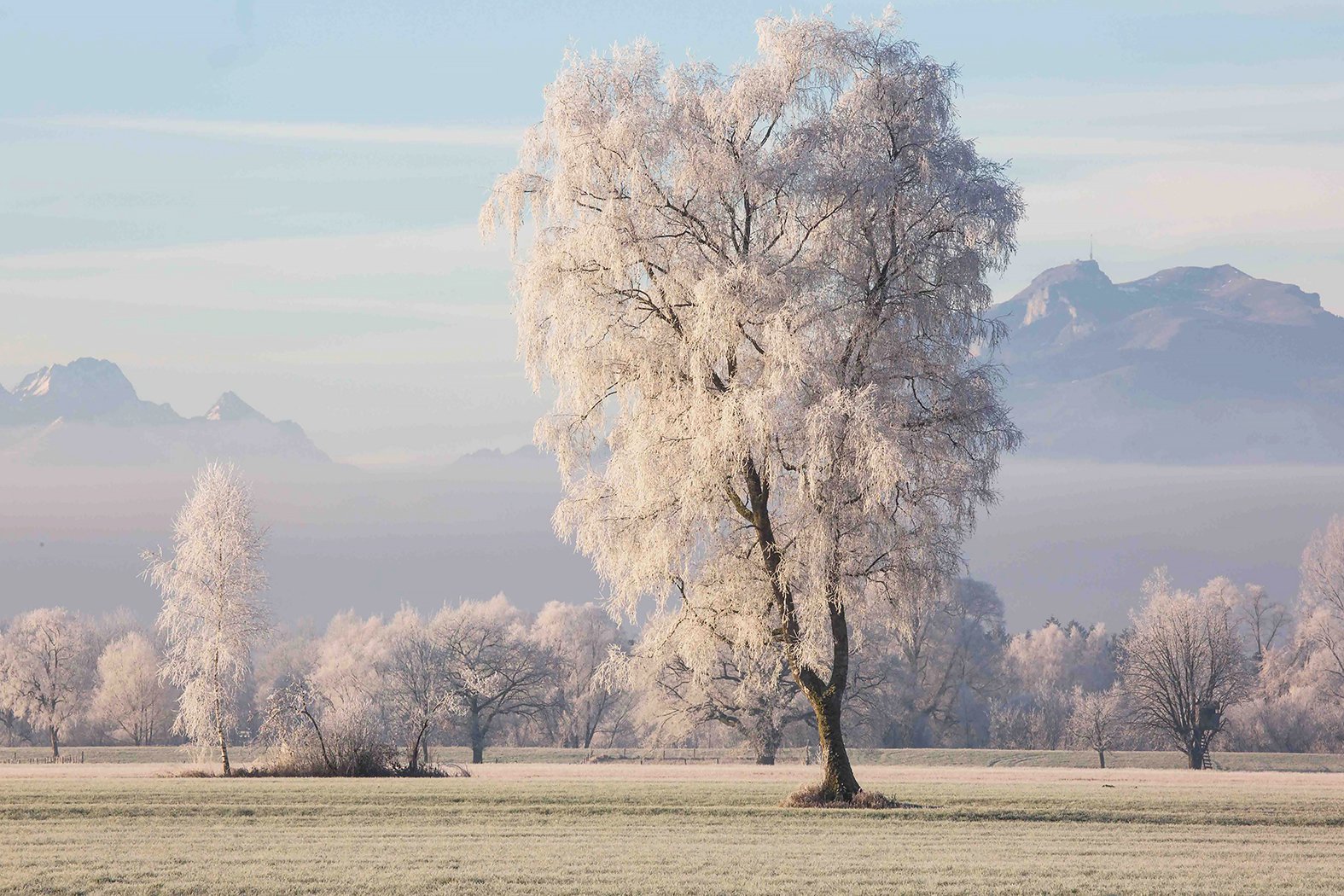 Frostbäume im Morgenlicht - Conrad Amber