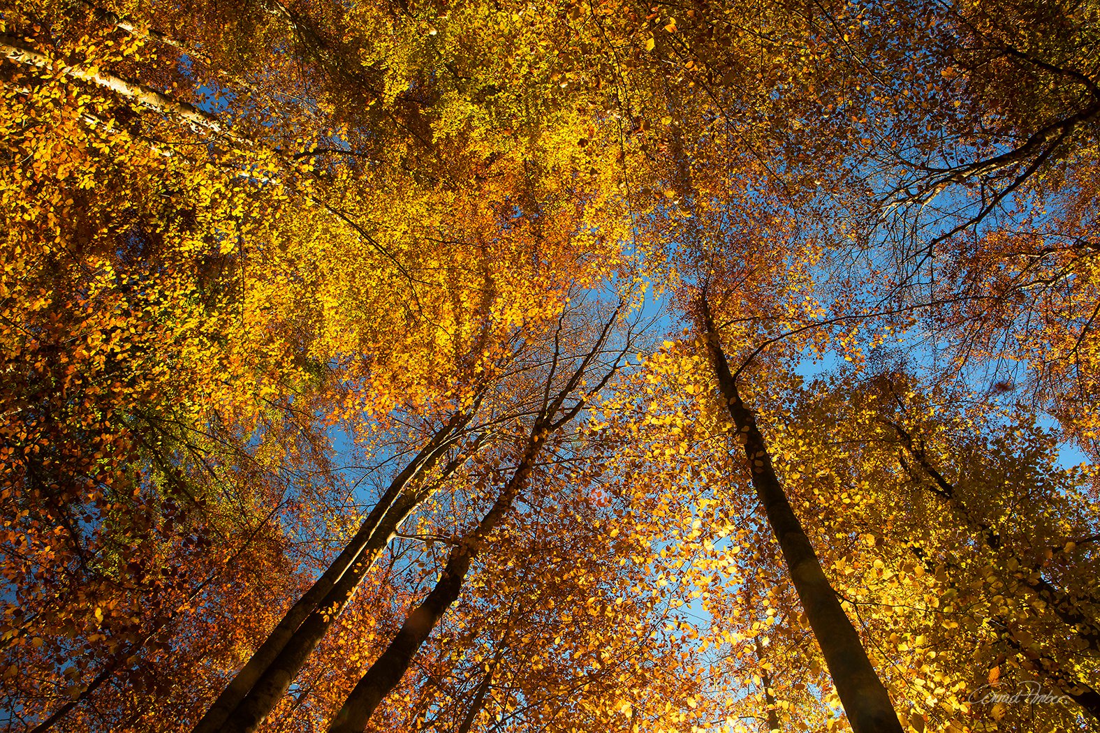 Farbenrausch im Buchenwald - Himmel - Conrad Amber