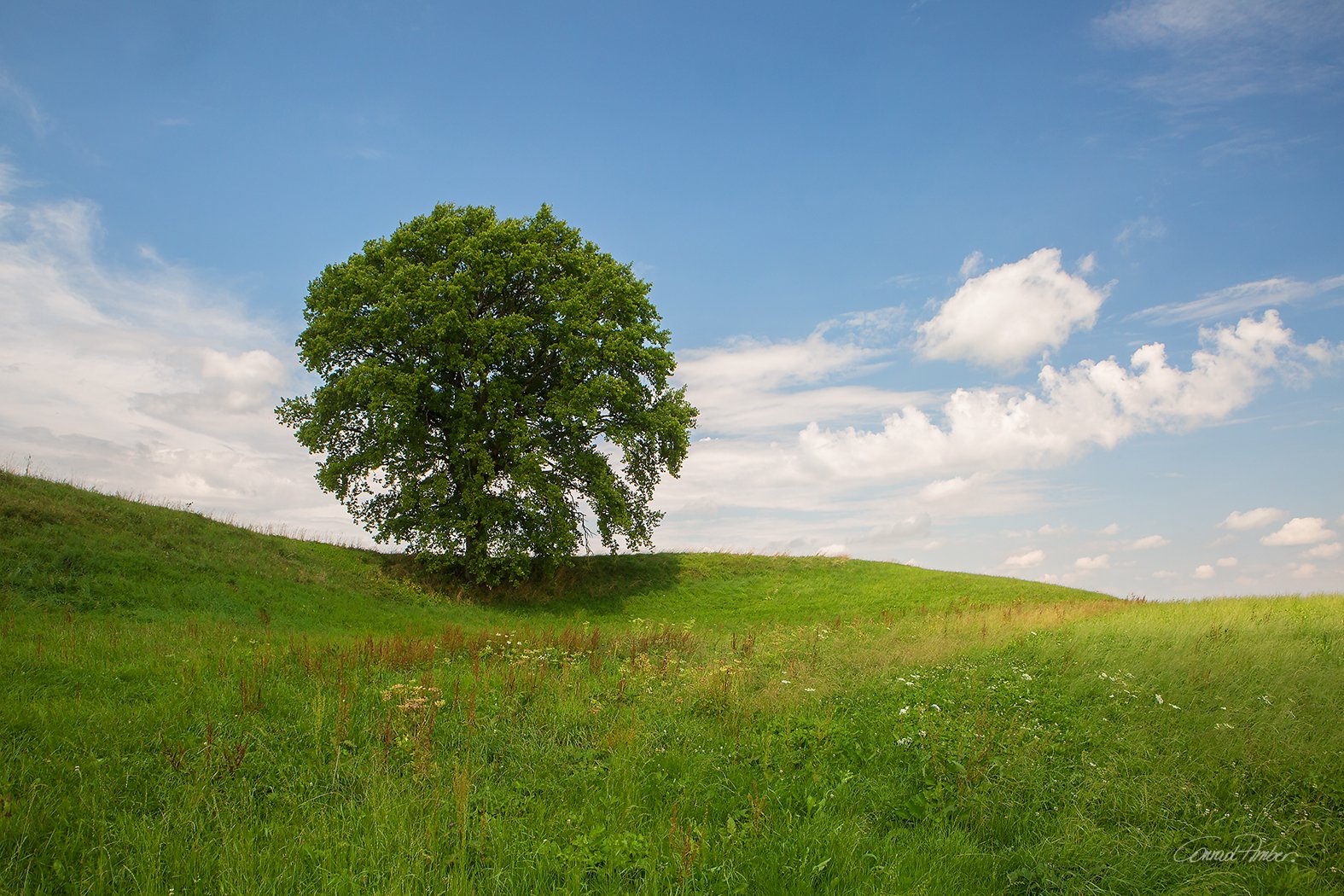 Solitärbaum auf Hügelwiese - Conrad Amber