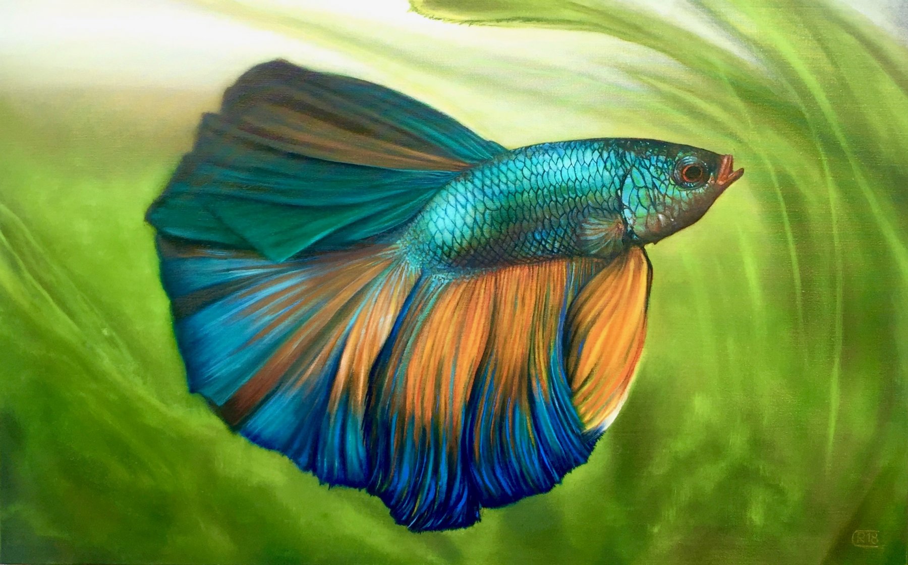 Betta - René Cheng