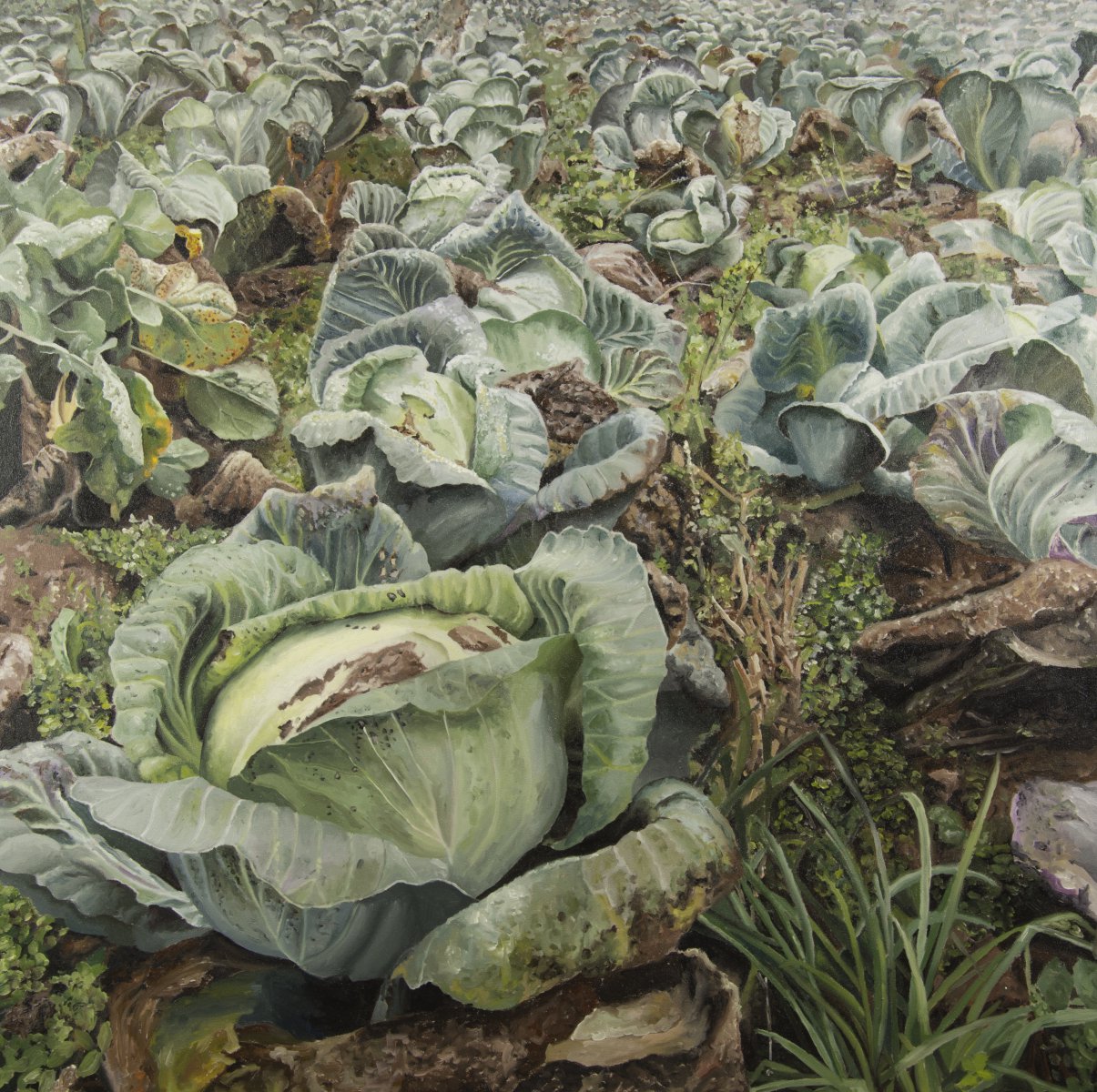 Cabbage (The field 1) - Esther Huser