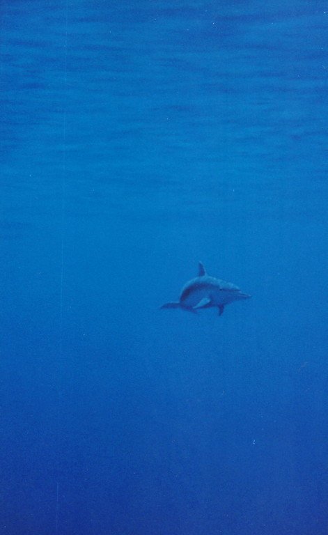 Delfin - Art Lacour