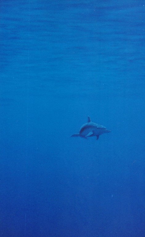 Delfin - Art Lacour