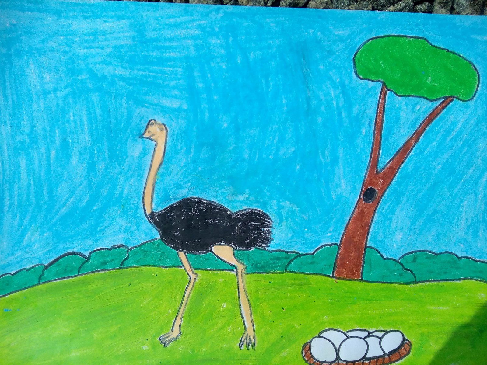 OSTRICH  ( Bird) - JOHN ( JOHN ART Gallery 2019).