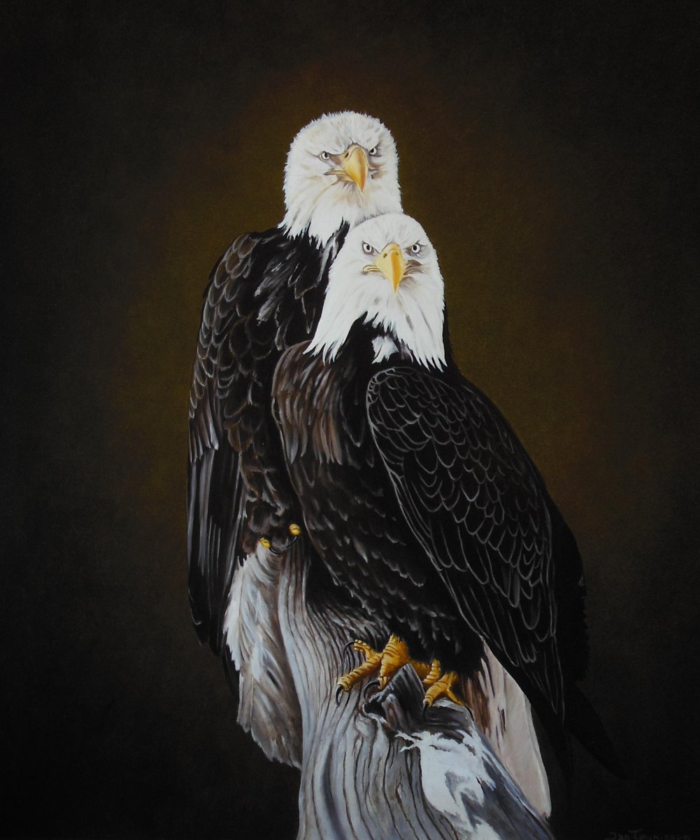 Bald eagles - Jan Teunissen