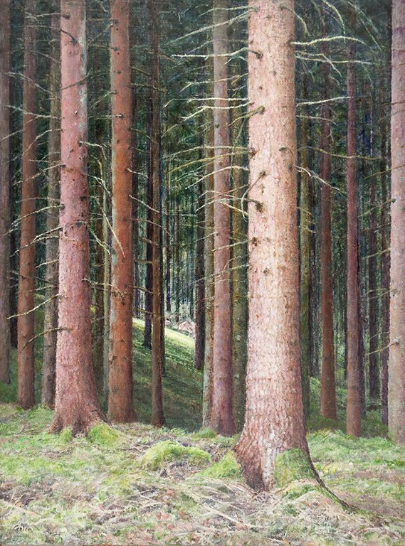 Pine trees 2   - Gezien van de Riet