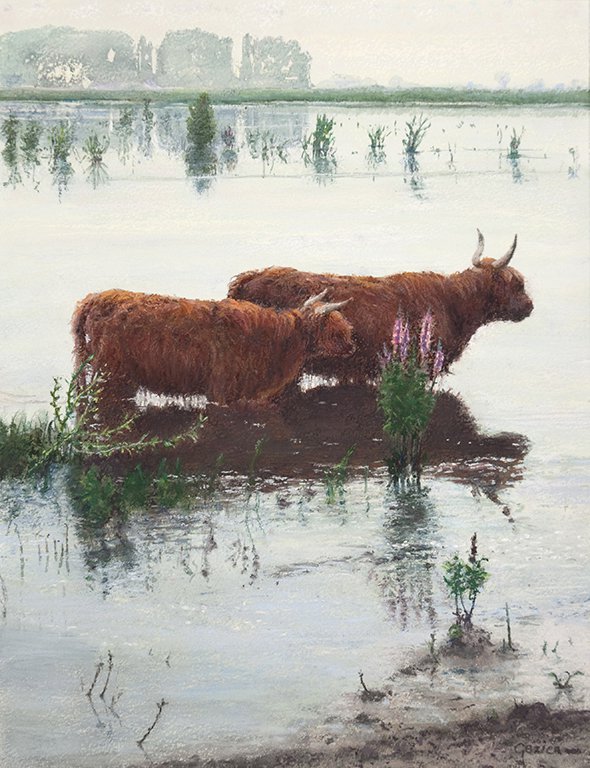 Scottish Highlander in the lake   - Gezien van de Riet