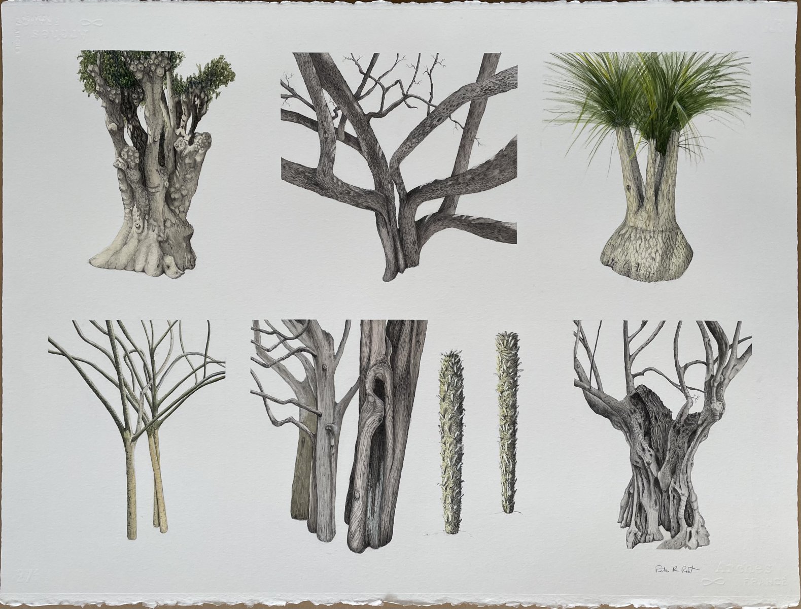 Tree Portraits VI - Peter Root