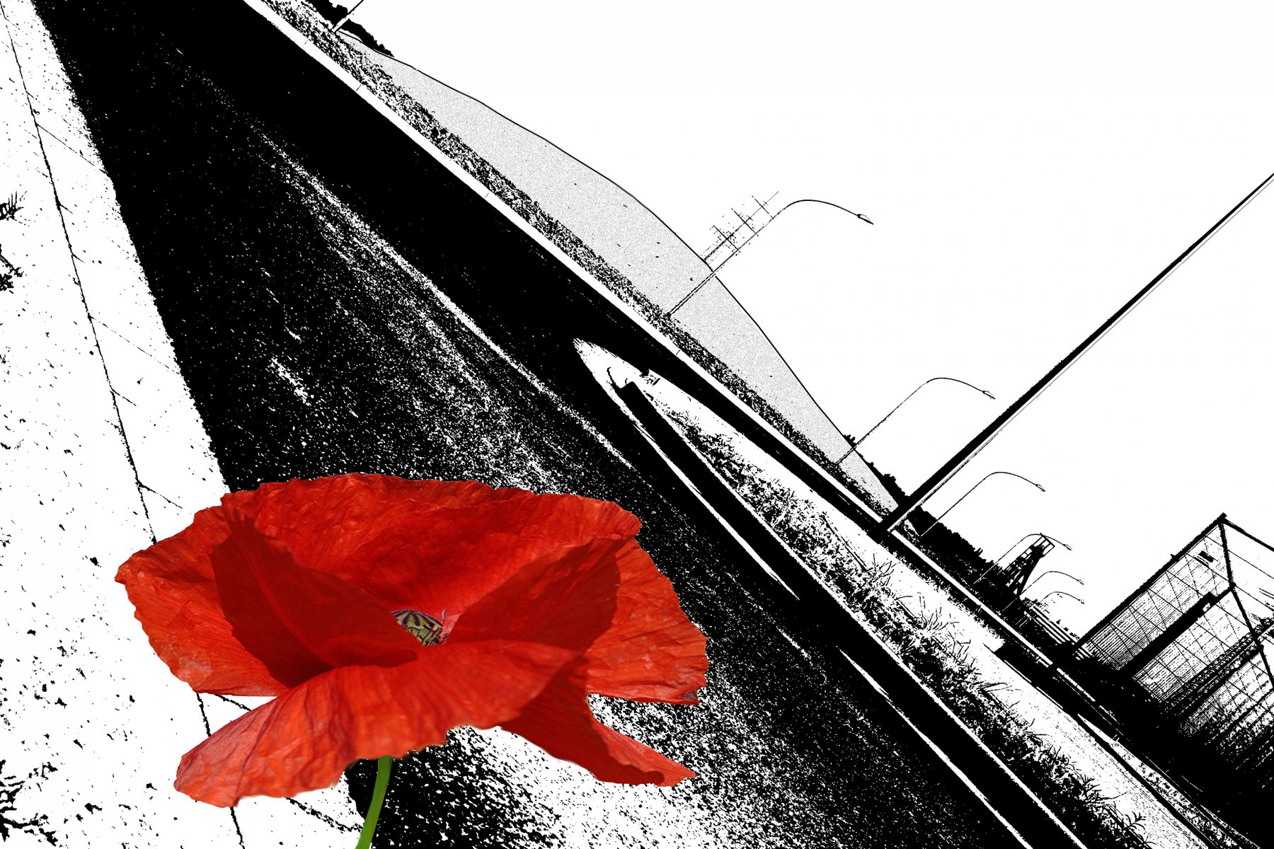 Red poppy on site - Regina Albrecht