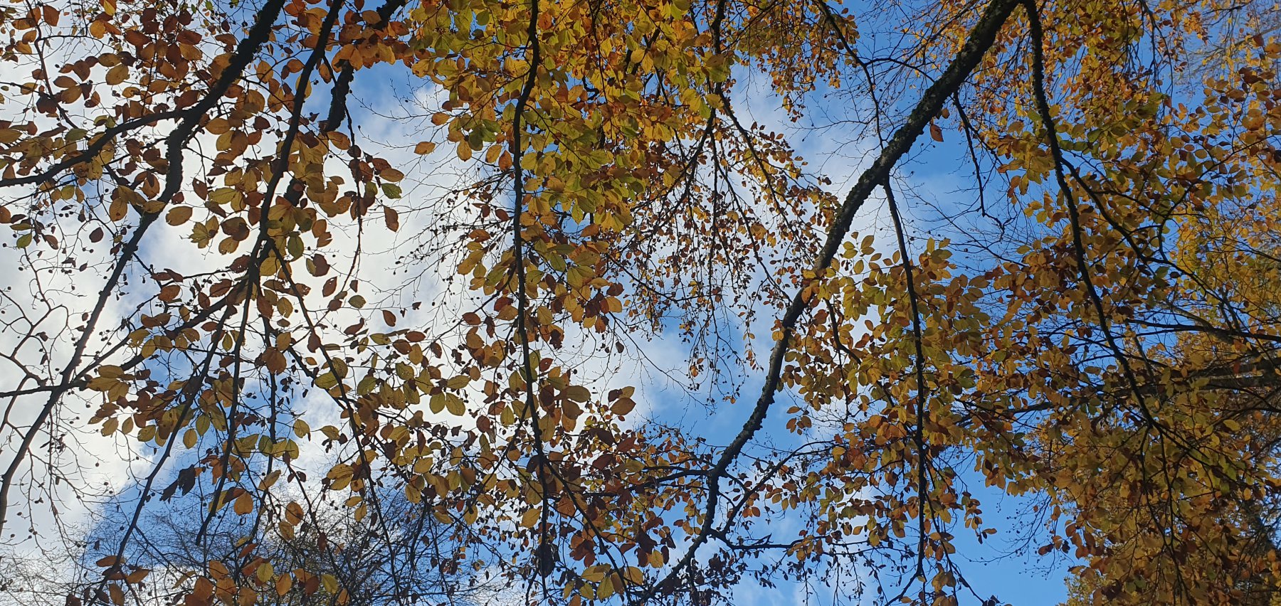 up the trees - Ronald Hotz