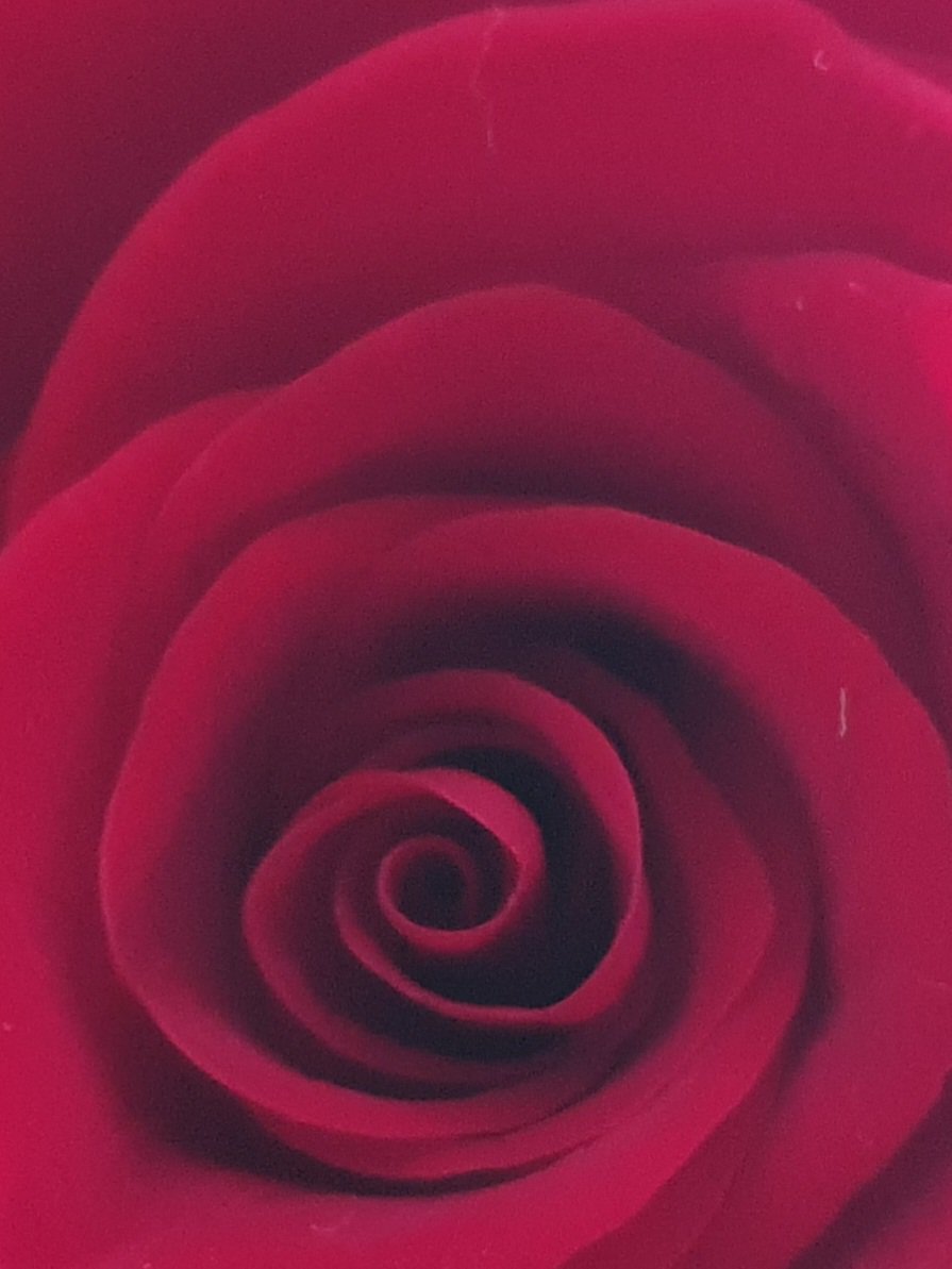 smooth rose - Ronald Hotz