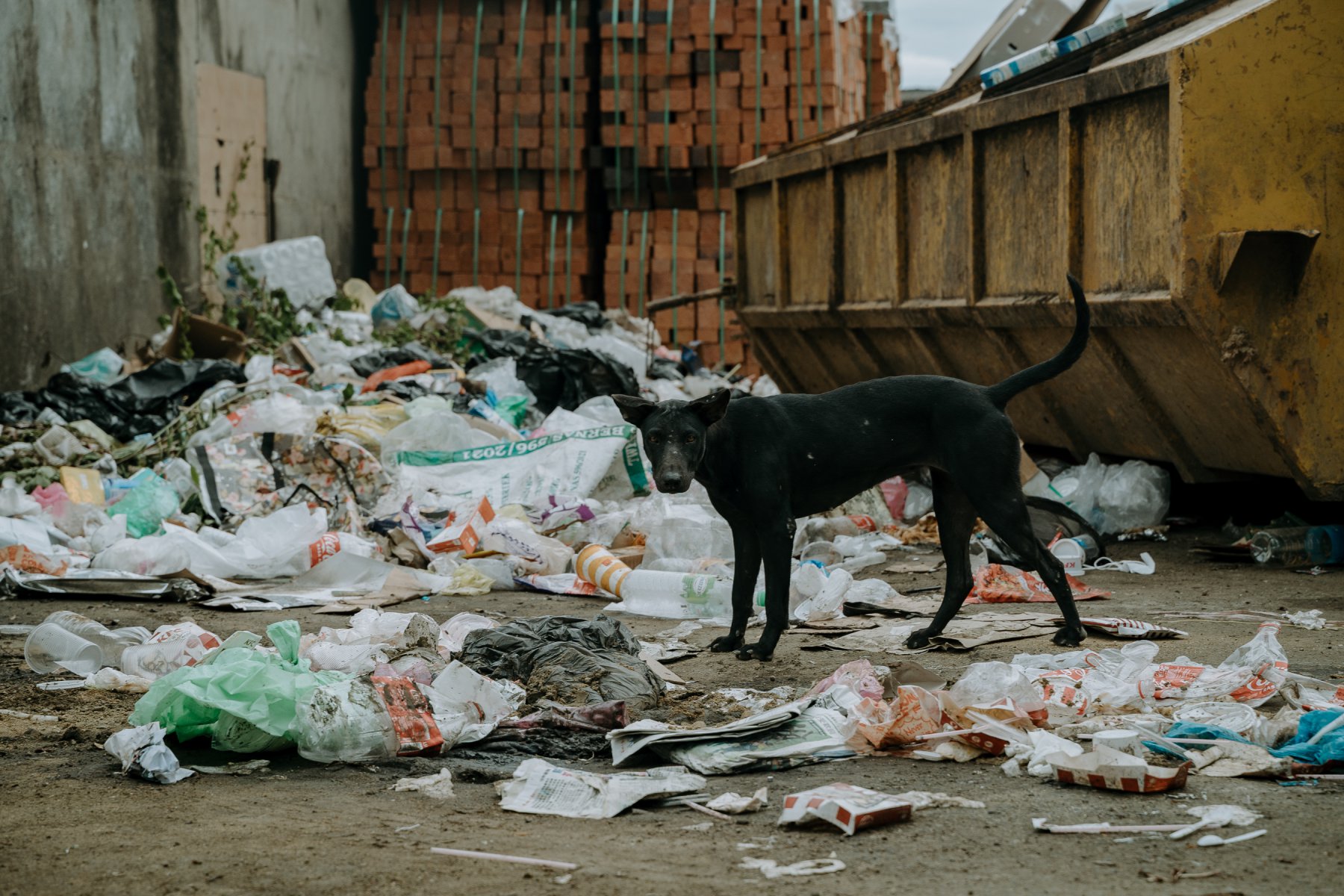 Homeless Dog - Dmytro Geshengorin