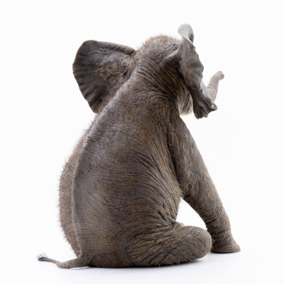 Sitting Pretty - Paul Trefry