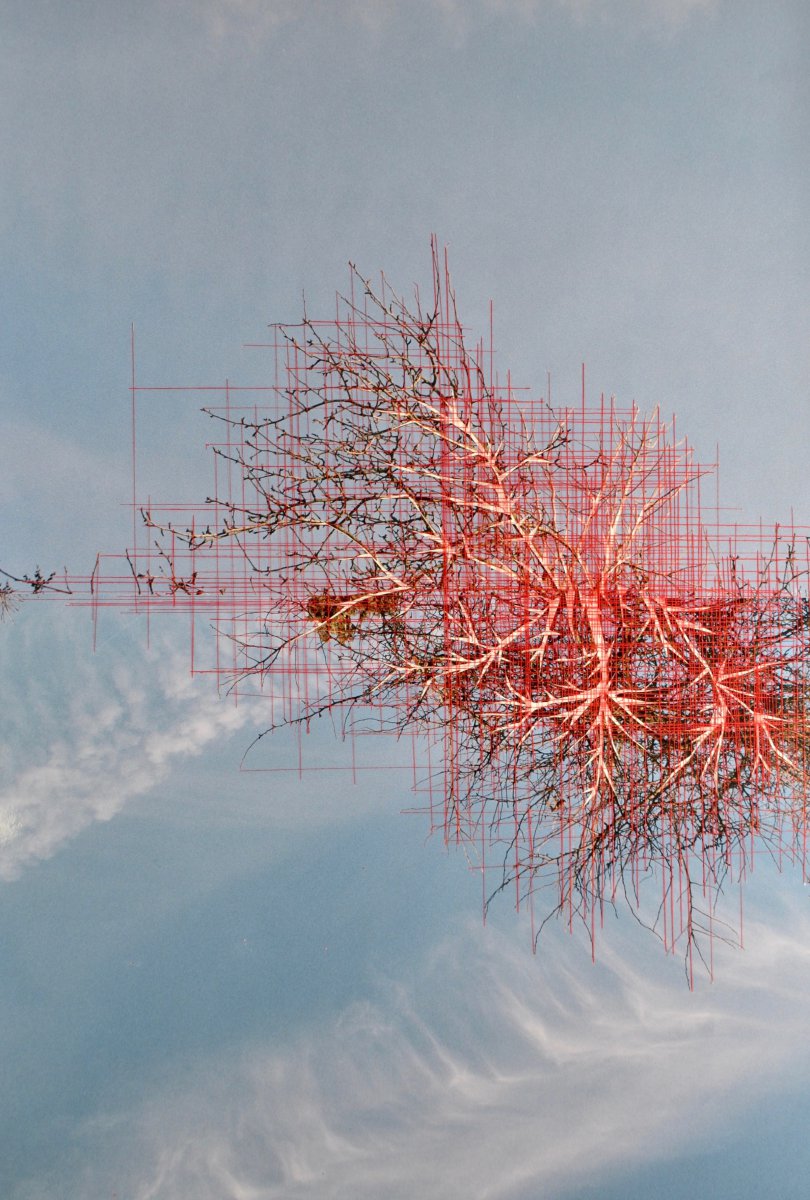 Treebranches - Gisoo Kim