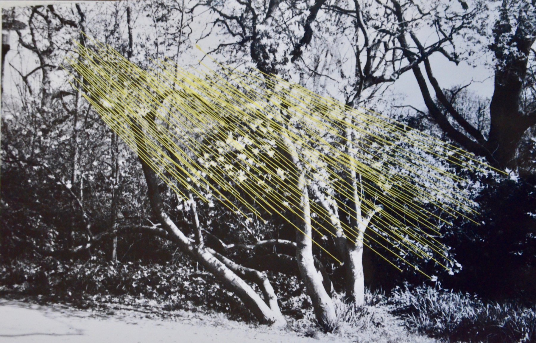 Yellowlines - Gisoo Kim